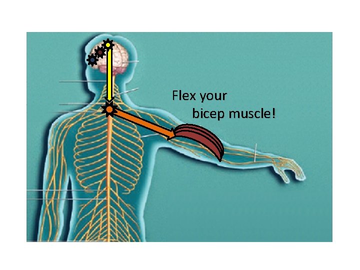 Flex your bicep muscle! 