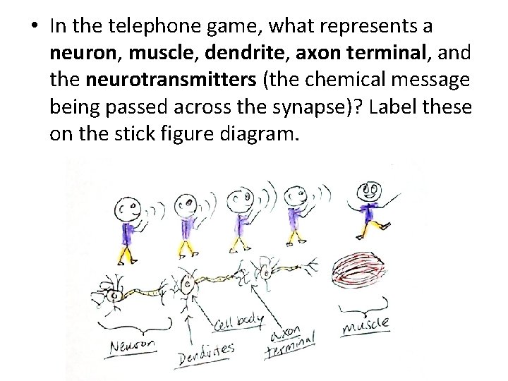  • In the telephone game, what represents a neuron, muscle, dendrite, axon terminal,