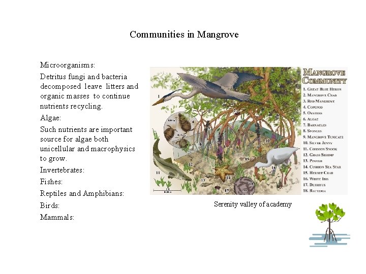 Communities in Mangrove Microorganisms: Detritus fungi and bacteria decomposed leave litters and organic masses