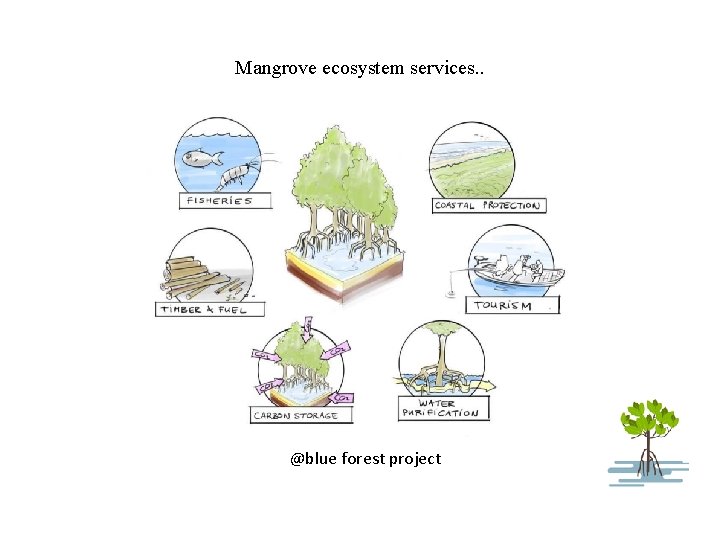 Mangrove ecosystem services. . @blue forest project 