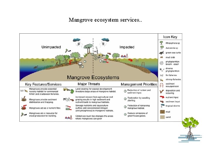 Mangrove ecosystem services. . 