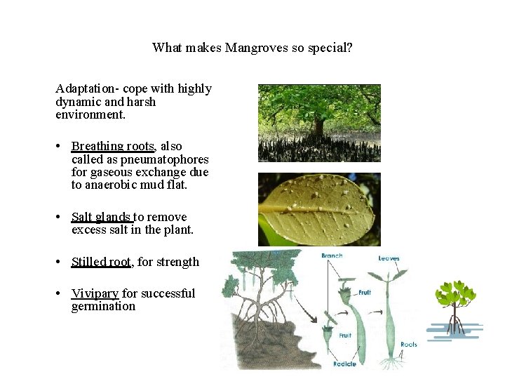 What makes Mangroves so special? Adaptation- cope with highly dynamic and harsh environment. •