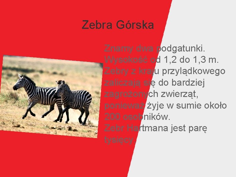 Wybrane zwierzta Afryki Sta Binek klasa III Hiena