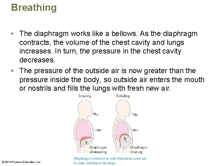 Breathing • The diaphragm works like a bellows. As the diaphragm contracts, the volume