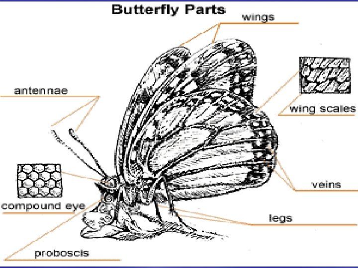 BUTTERFLIES NONFICTION gives information and facts about a