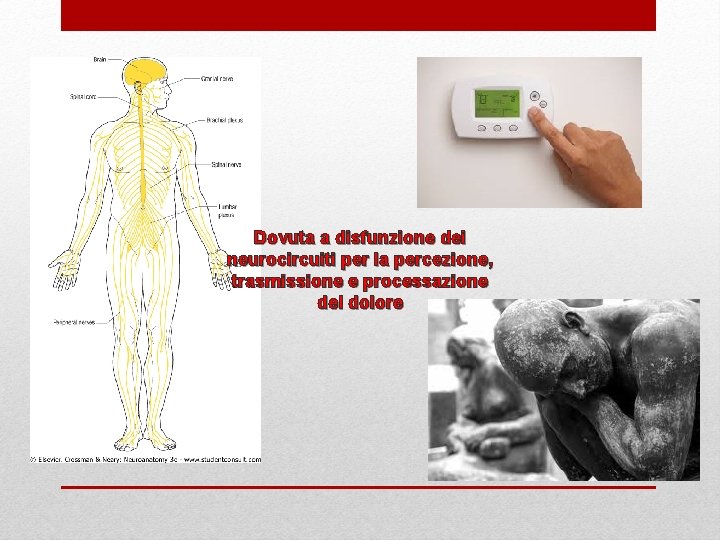 Dovuta a disfunzione dei neurocircuiti per la percezione, trasmissione e processazione del dolore 