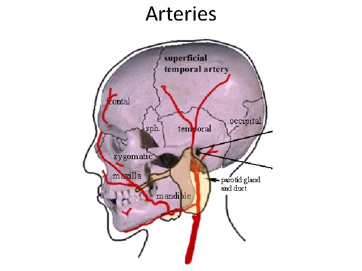 Arteries 