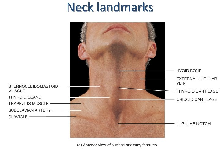 Neck landmarks 