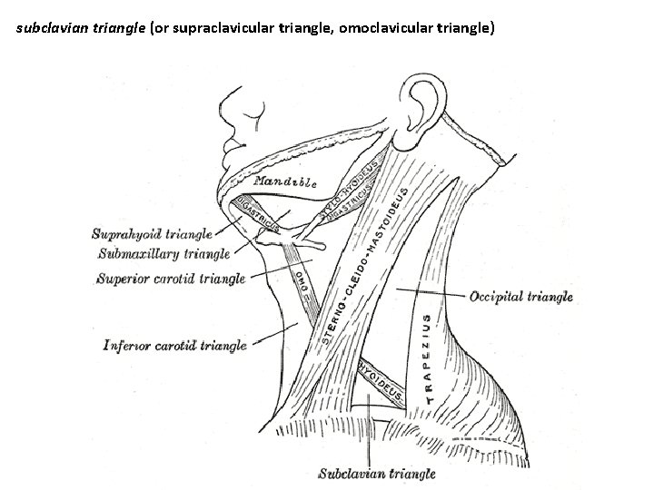 subclavian triangle (or supraclavicular triangle, omoclavicular triangle) 
