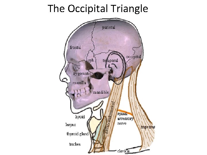 The Occipital Triangle 