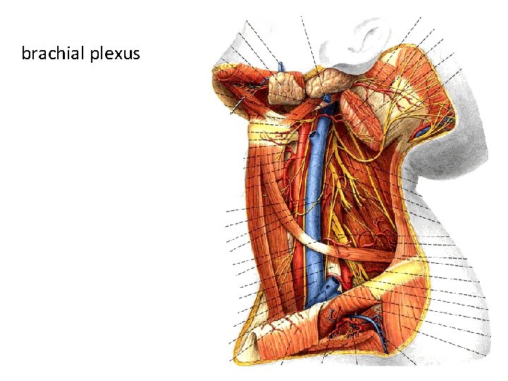brachial plexus 