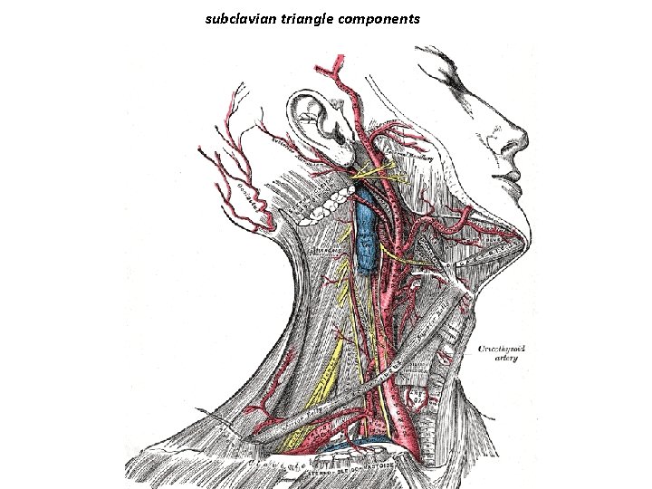 subclavian triangle components 