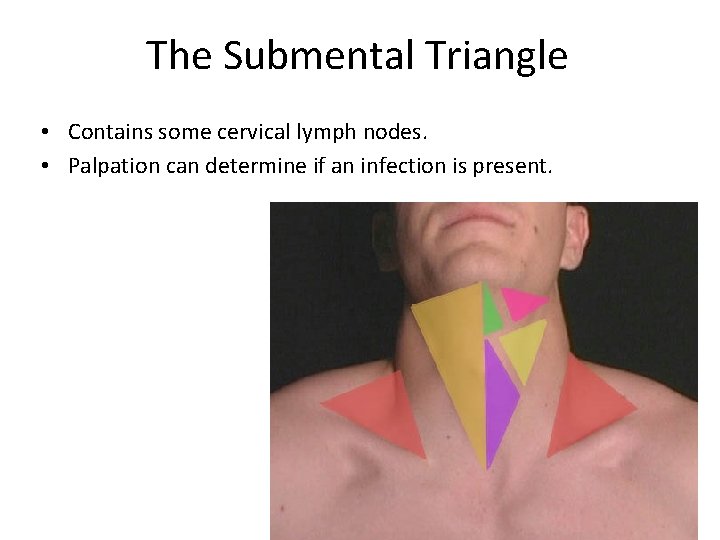 The Submental Triangle • Contains some cervical lymph nodes. • Palpation can determine if