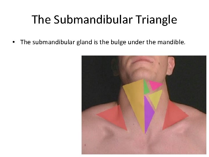 The Submandibular Triangle • The submandibular gland is the bulge under the mandible. 