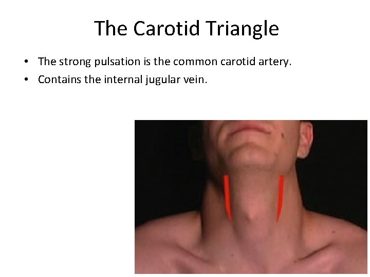 The Carotid Triangle • The strong pulsation is the common carotid artery. • Contains