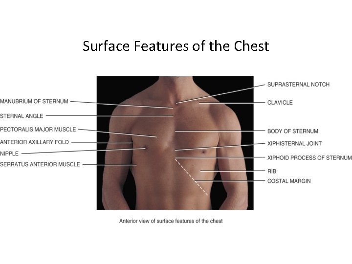 Surface Features of the Chest 