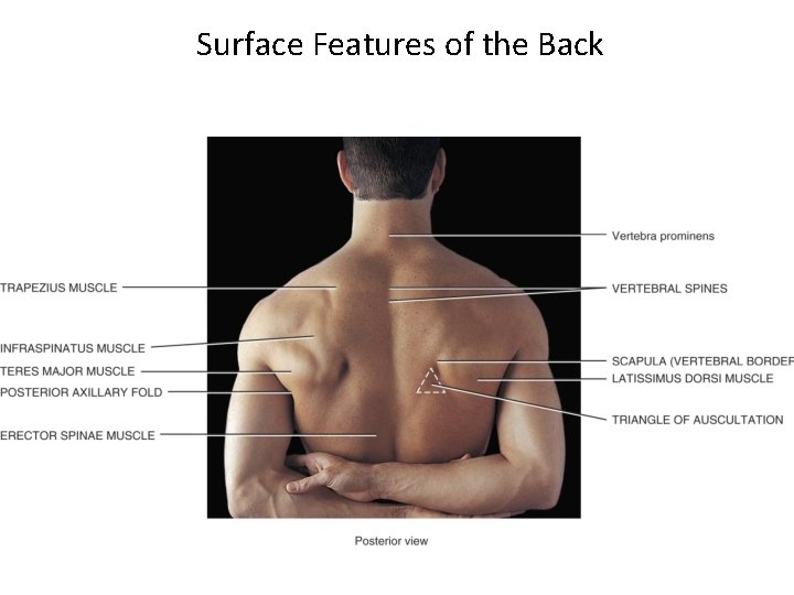 Surface Features of the Back 