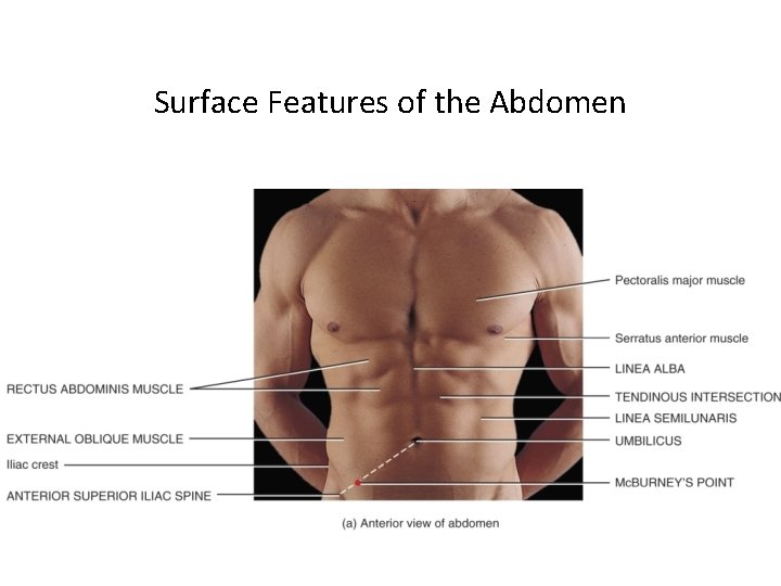 Surface Features of the Abdomen 