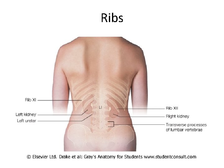 Ribs 