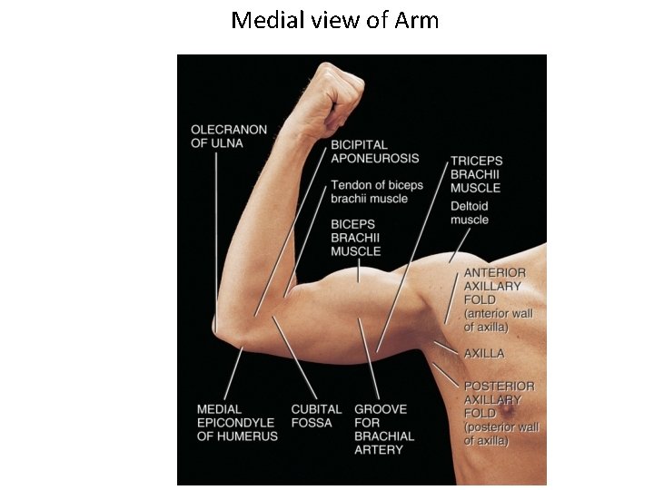 Medial view of Arm 