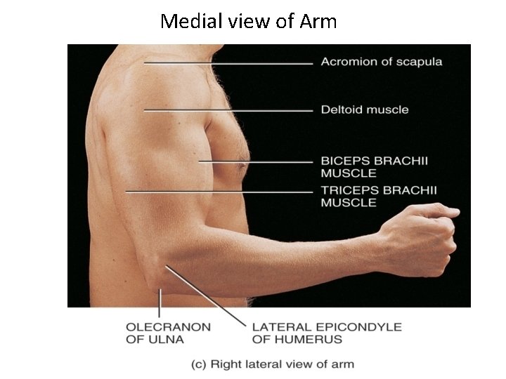 Medial view of Arm 12 -46 