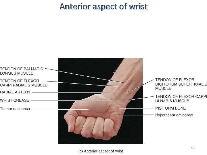 Anterior aspect of wrist 49 