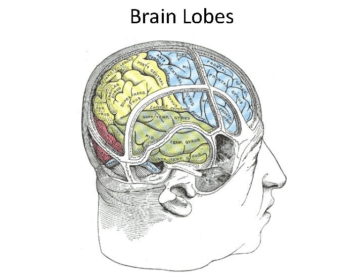 Brain Lobes 