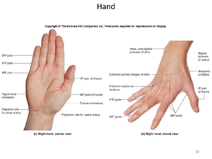 Hand 50 