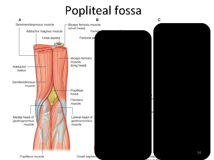 Popliteal fossa 54 