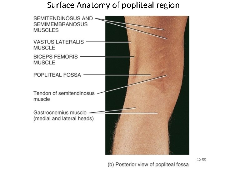Surface Anatomy of popliteal region 12 -55 