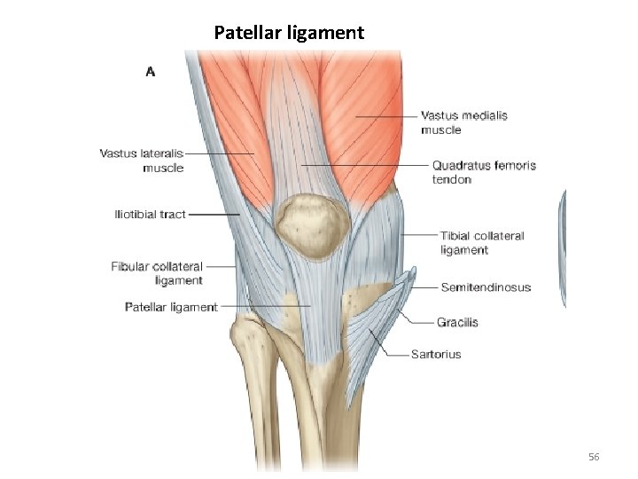 Patellar ligament 56 