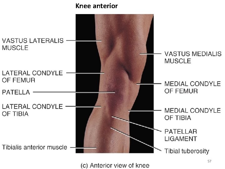 Knee anterior 57 