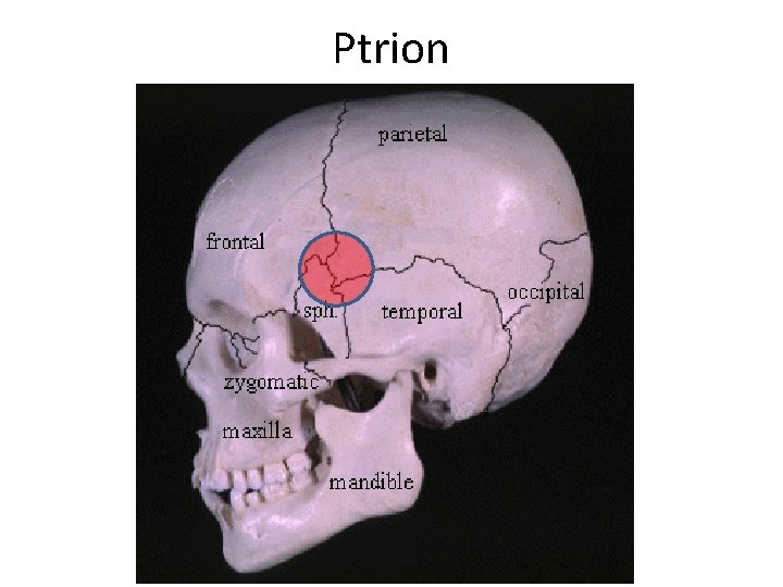 Ptrion 