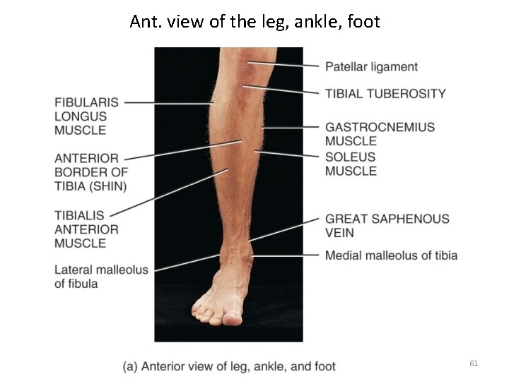 Ant. view of the leg, ankle, foot 61 