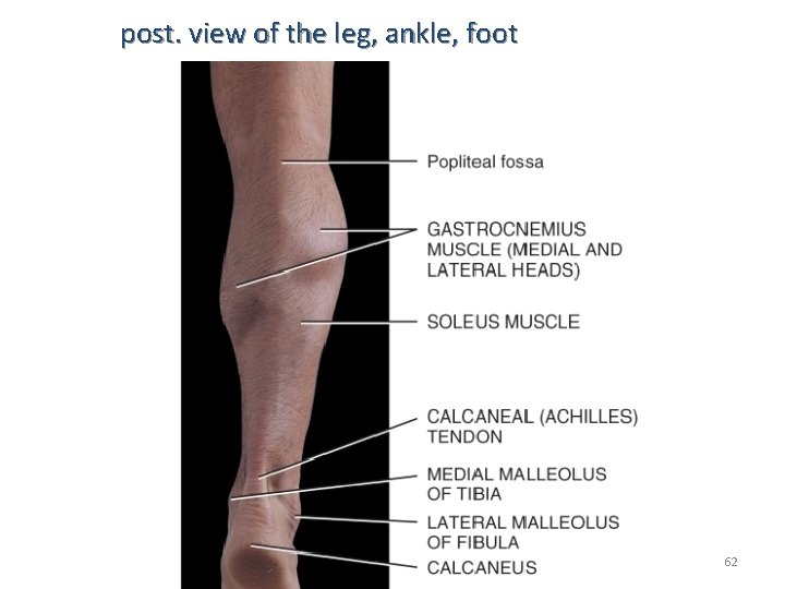 post. view of the leg, ankle, foot 62 