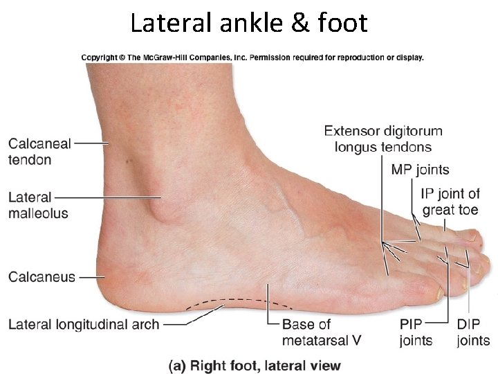 Lateral ankle & foot 64 