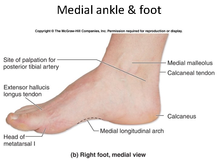 Medial ankle & foot 66 