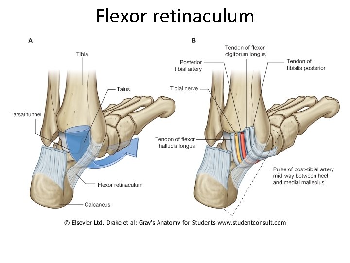 Flexor retinaculum 