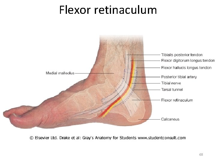 Flexor retinaculum 68 