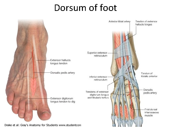 Dorsum of foot 