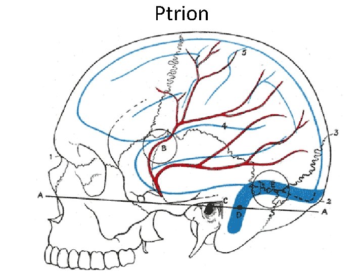 Ptrion 