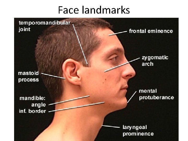 Face landmarks 