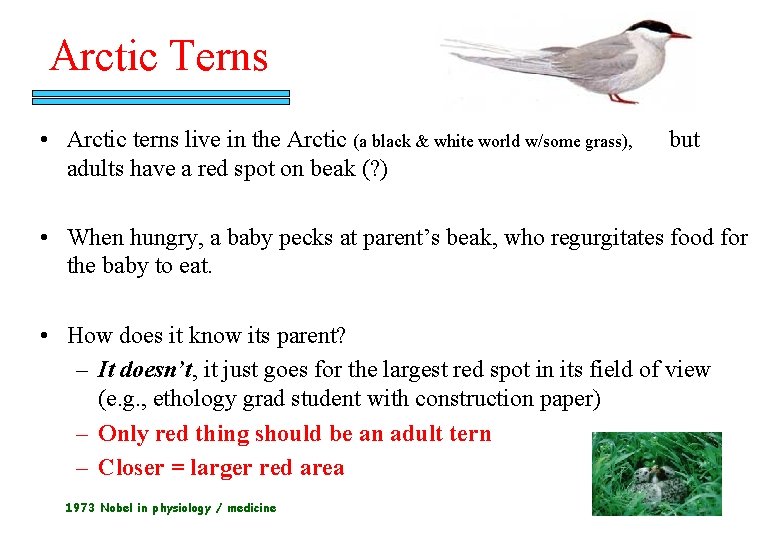 Arctic Terns • Arctic terns live in the Arctic (a black & white world