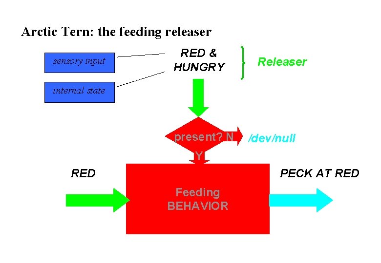 Arctic Tern: the feeding releaser sensory input RED & HUNGRY Releaser internal state present?