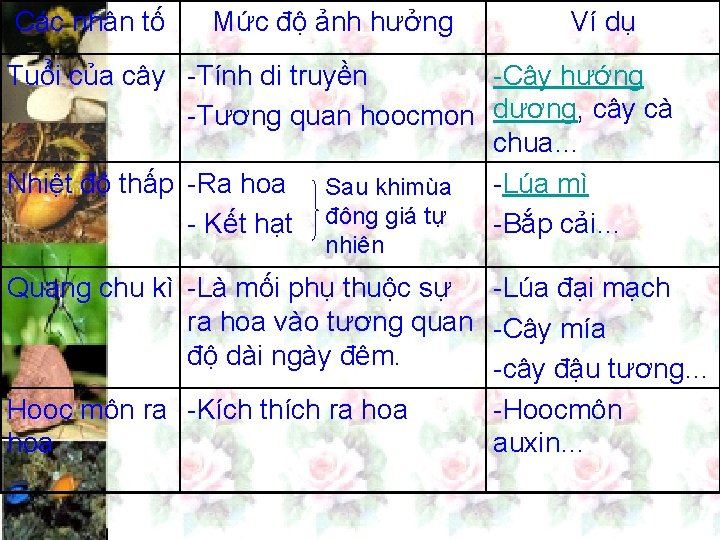 Các nhân tố Mức độ ảnh hưởng Ví dụ Tuổi của cây -Tính di