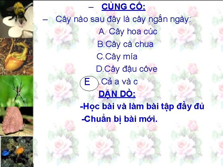 – CỦNG CỐ: – Cây nào sau đây là cây ngắn ngày: A. Cây