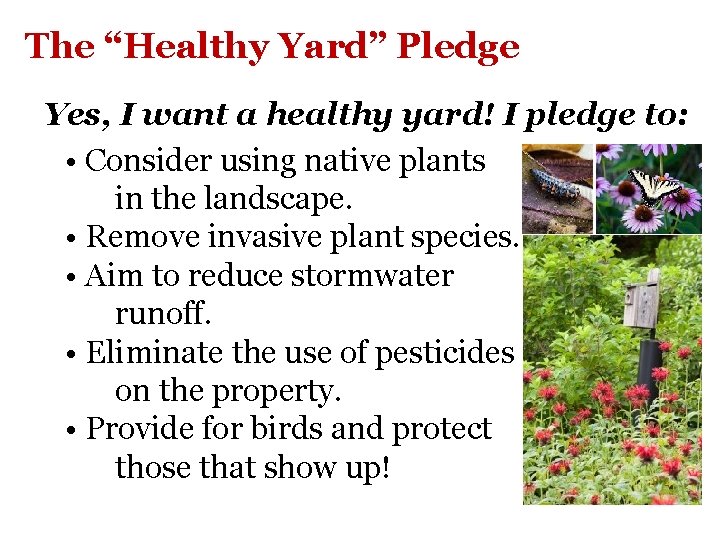 The “Healthy Yard” Pledge Yes, I want a healthy yard! I pledge to: •