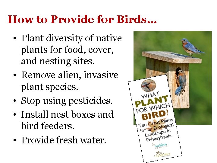 How to Provide for Birds… • Plant diversity of native plants for food, cover,