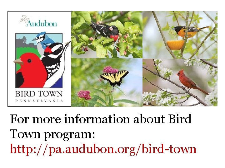 For more information about Bird Town program: http: //pa. audubon. org/bird-town 