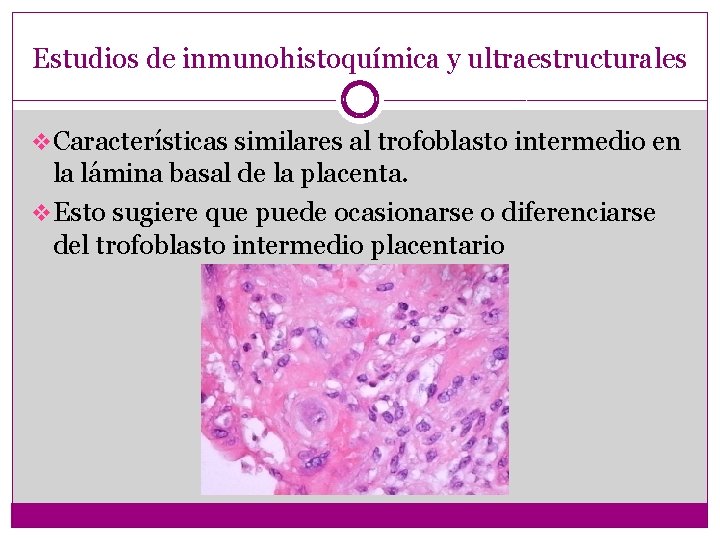 Estudios de inmunohistoquímica y ultraestructurales v Características similares al trofoblasto intermedio en la lámina